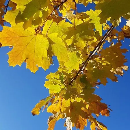 Anders Ξενοδοχείο Bad Füssing